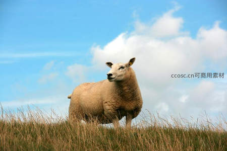 草原上的绵羊仰望蓝天白云