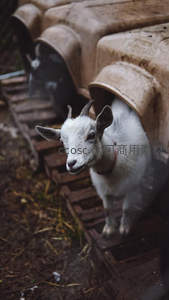 好奇的小山羊从塑料桶探头张望