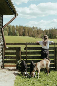 女孩倚栏观景，山羊相伴田园生活