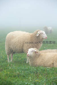 薄雾中的温顺羊儿，享受午后时光