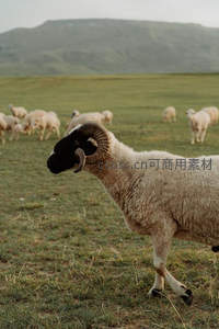 特写公羊侧影，卷角威武，毛发细腻