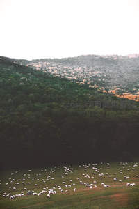 山谷牧场羊群如星点散落