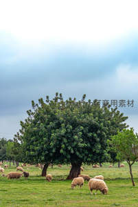 绿野牧羊图，大树荫下群羊悠然自得