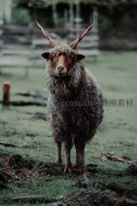 卷毛长角羊伫立林间，古朴野性之美