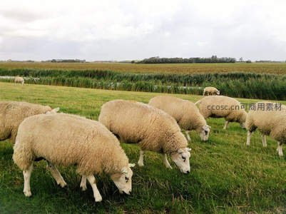 平原草地羊群低头专注啃食青草