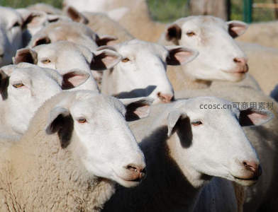 羊群密集特写展现群体温顺神态