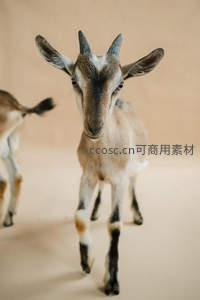 小山羊好奇凝视镜头，萌态十足惹人爱