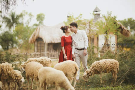 情侣农场亲吻，羊群环绕浪漫如童话
