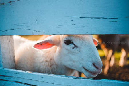 蓝木栅栏后探头的小羊，温顺可爱