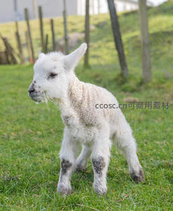 新生小羊初踏草地，绒毛湿漉