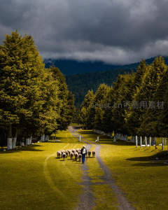 牧羊人引领羊群穿行林荫小径