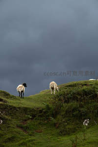 黑脸白羊在阴云下山坡吃草