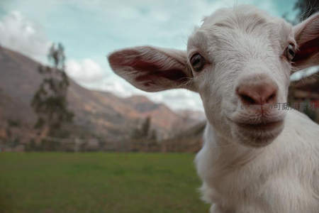好奇小羊羔特写直视镜头