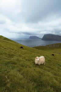 绿坡孤羊望海天，云雾缭绕山岛间