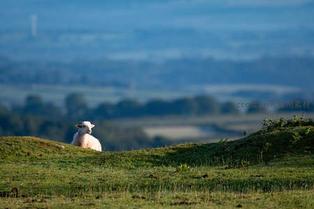 孤羊眺望远方蓝调山谷