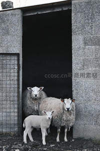母子羊伫立农舍门廊前