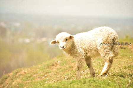 草原上的小羊羔好奇地望向镜头