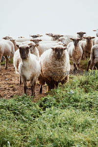 羊群聚集在田埂边好奇张望