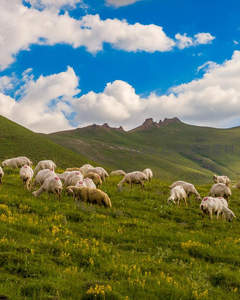 蓝天白云下草原羊群如云朵