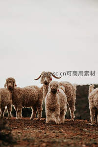 一群卷毛羊与长角公羊伫立土坡
