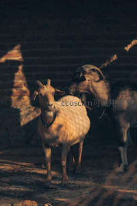 砖墙阴影下的两只山羊特写