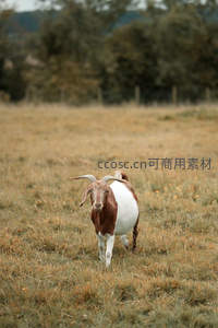 棕色白腹山羊漫步金黄草场