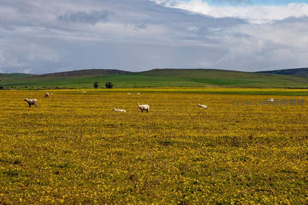 羊群点缀在无垠的金色花海中