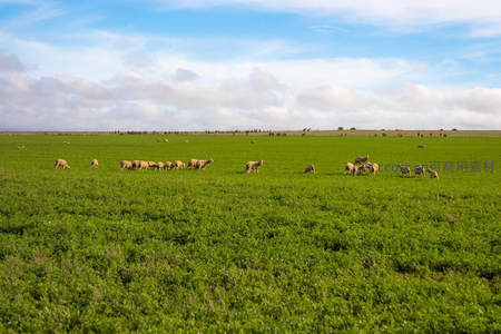 碧空之下，羊群散落于无边绿野