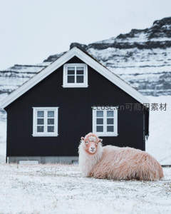 雪地黑屋前的粉色绵羊静卧