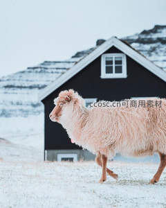 粉毛绵羊踏雪走过黑木屋前