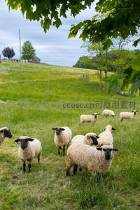 绿野牧场上群羊悠然吃草