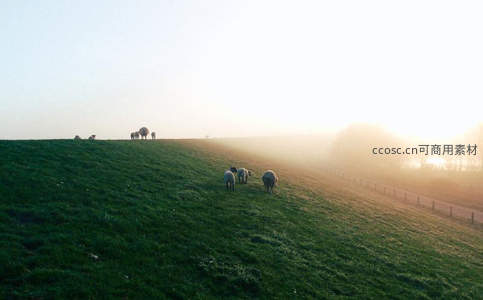 晨雾中羊群缓步前行