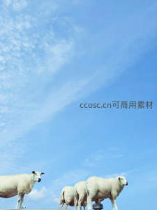 蓝天白云下白羊伫立，纯净画面治愈心灵