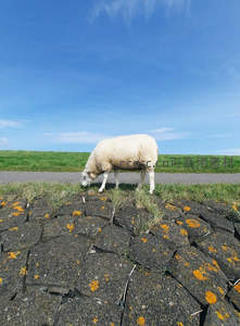 白羊低头吃草，蓝天绿地映衬宁静田园
