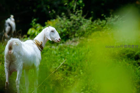 白山羊立于绿茵丛中，颈系绳索凝望远方