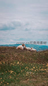 草原上的羊群在花海中休憩