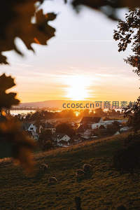 夕阳下村庄与羊群静谧如画