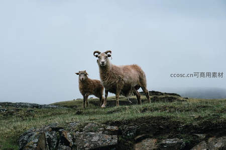 公羊与幼崽伫立雾中山巅