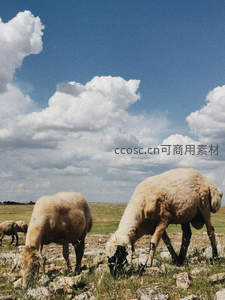 蓝天白云下羊群在石坡上悠闲吃草