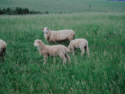 绿野中三只绵羊悠然漫步于青草地