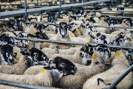 密集羊群在现代化围栏中静候