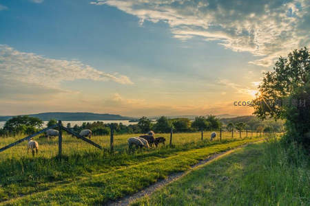 日落时分牧场羊群悠然吃草