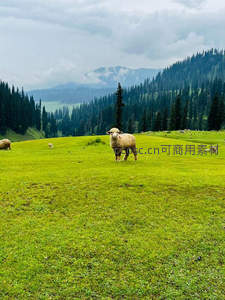 草原孤影：单只绵羊伫立青山绿野间