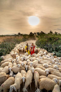 夕阳下牧羊女引领庞大羊群穿越田野