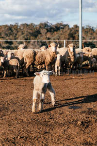 白色小羊羔在泥土地上蹒跚学步
