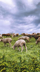 绿野羊群悠然吃草，云层低垂鸟儿飞过