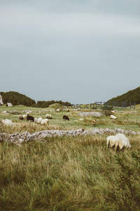 草原羊群悠然觅食，石墙环绕田园风光