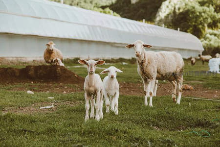 温室旁羔羊好奇张望，母羊守护温馨相伴