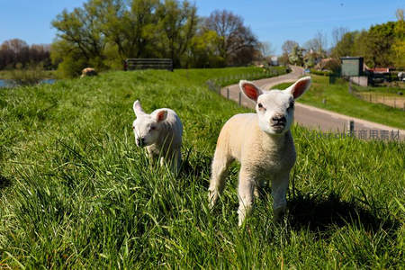 阳光下羔羊踏青，绿野追逐萌态十足
