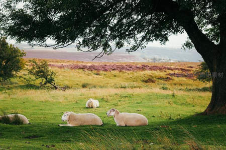 树荫下的午后：羊群在绿茵上享受悠闲时光